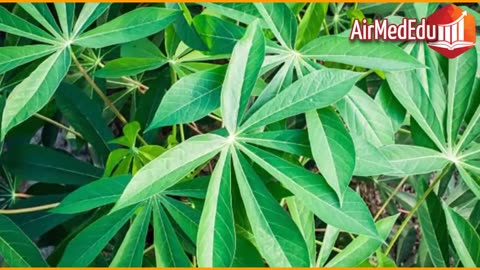 45 Beneficios de las Hojas de Yuca