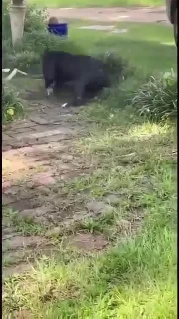 My Neighbor's Super Brave Dog in Action! 🐶🔥