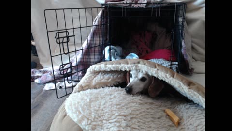 Happy Birthday Cappuccino!