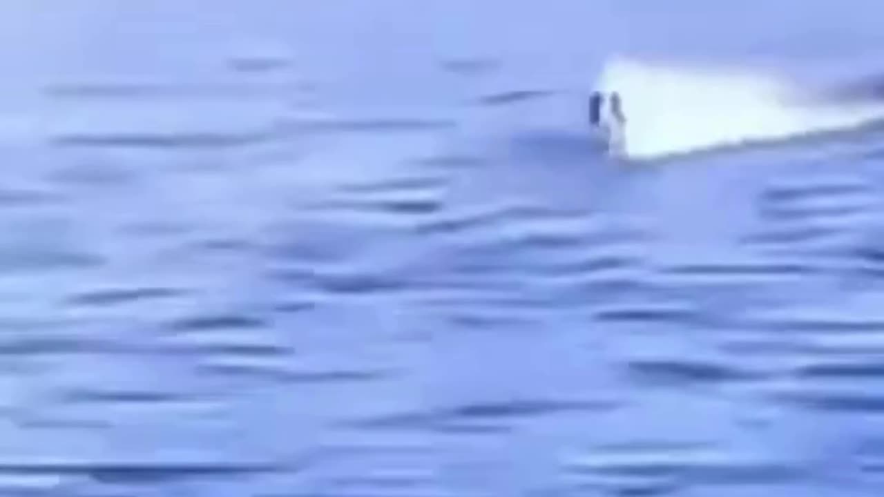 💋Looks like Dogs running above Water