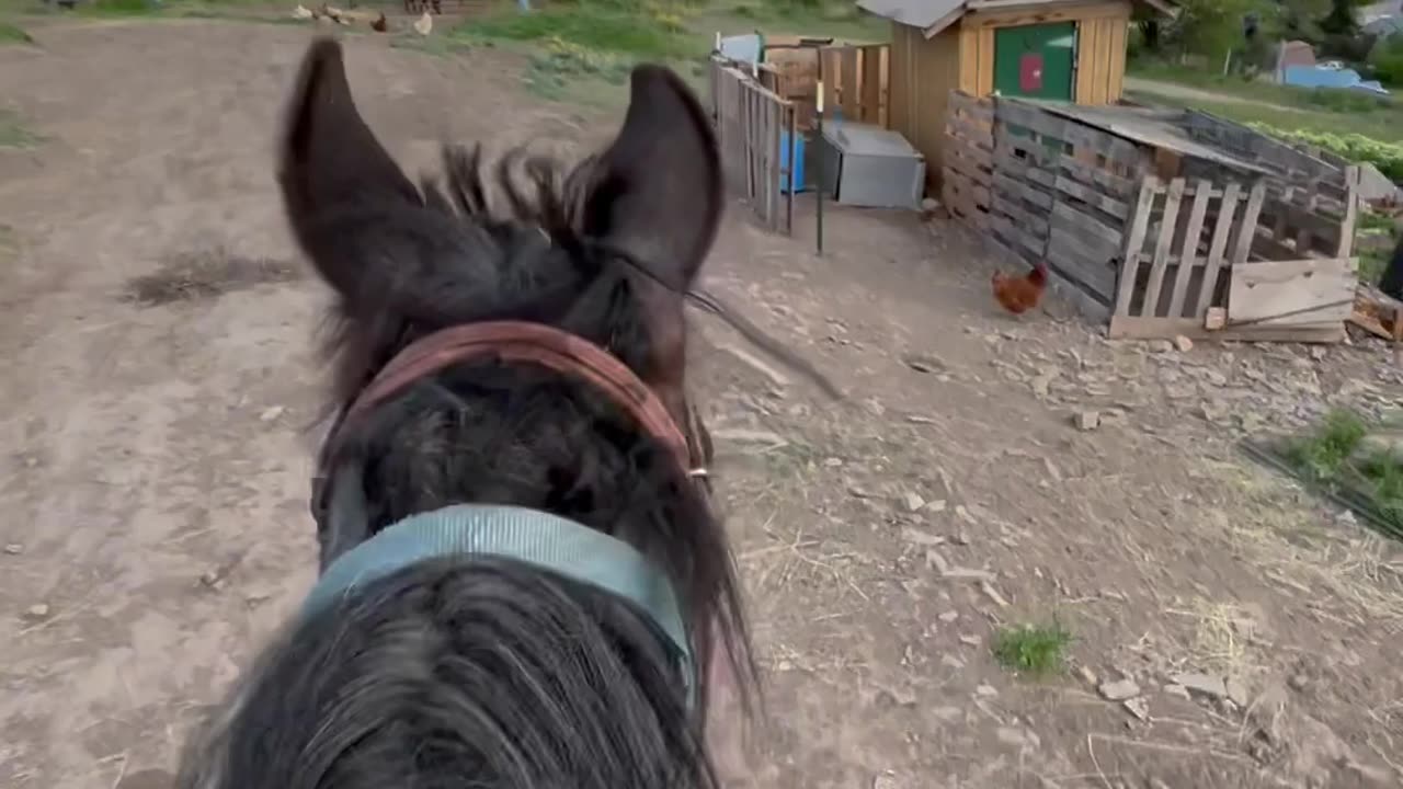 Smokey’s first ride out of the round pen