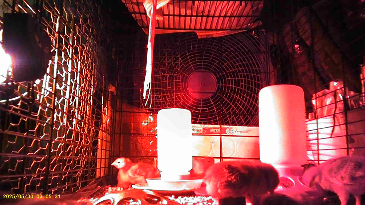 New Digs for the Not-So-Baby Chicks Day 10 part 06