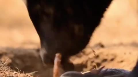 Week Of The Honey Badger