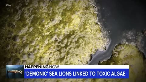 WHEN DEMONICALLY POSSESSED SEA LIONS ATTACK! YES, THIS IS AN ACTUAL NATIONAL NEWS STORY!