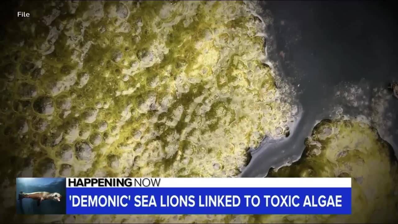 WHEN DEMONICALLY POSSESSED SEA LIONS ATTACK! YES, THIS IS AN ACTUAL NATIONAL NEWS STORY!