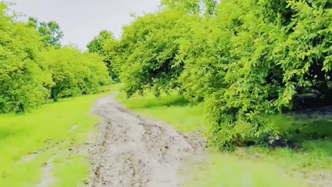 Explore the Tranquility of Village Life #maxrecords #larkana #sindh