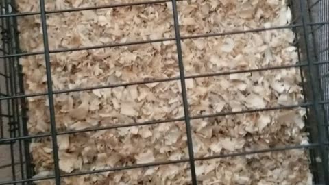 We eventually got Tooey because of Lemongrab's separation anxiety. Poor little guy.#SparklegleamFarm