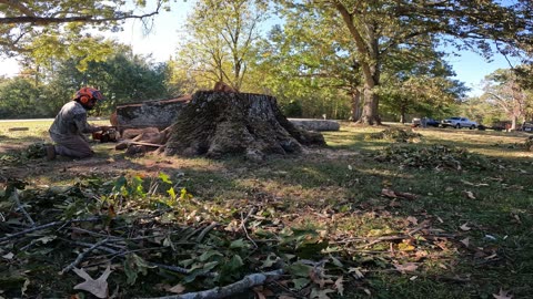 "You Won't Believe How Lucky I Got on This Tree & Stump Grinding Job!"