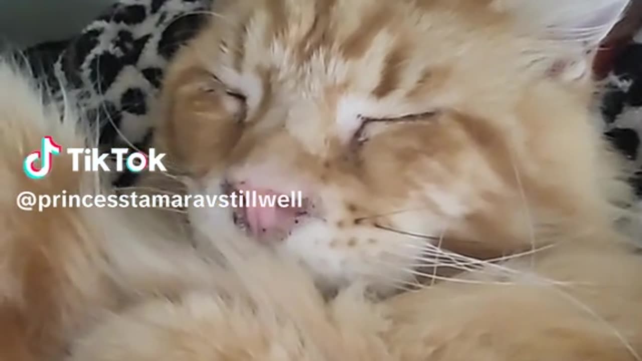 Maine Coon Henry 10 out of 10