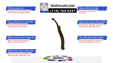 Đông Trùng Hạ Thảo Nepal | Nhi_[714] 769-0363 | #welivecali #nepal #NepalCordyceps
