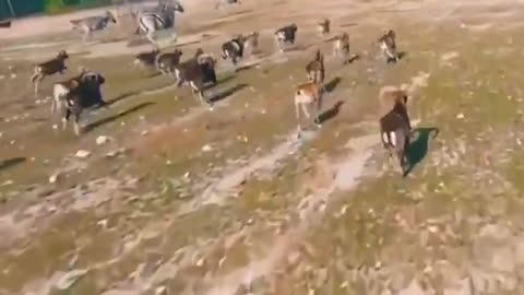 There is no doubt about it! This drone has just been crowned as the 'GOAT' of the skies.