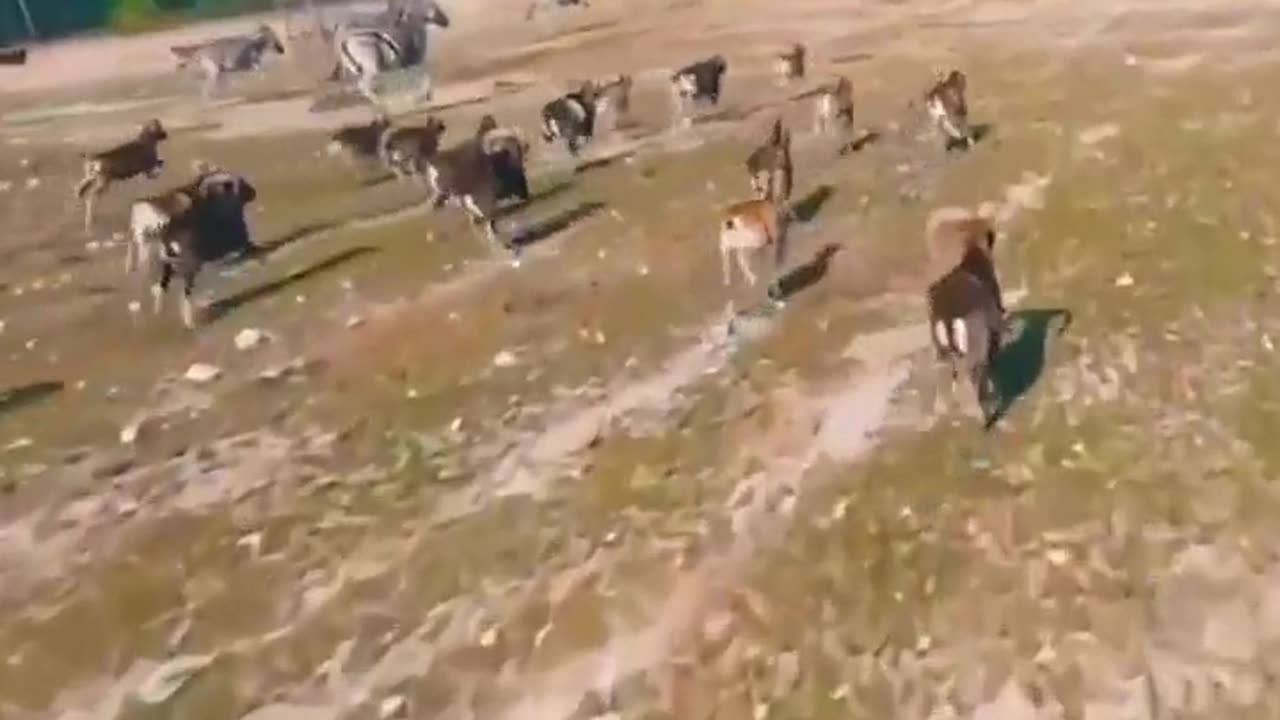 There is no doubt about it! This drone has just been crowned as the 'GOAT' of the skies.