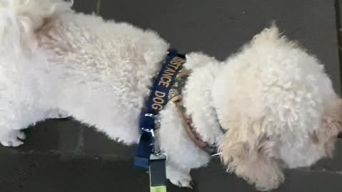 Remain calm while bicycle and tram pass by