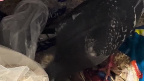 Pigeon Eats From Bird Seed Bag in Store