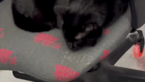 Cute Precious Piper is a Black Velvet Croissant - My Adopted Shelter Cat Vlog #shorts