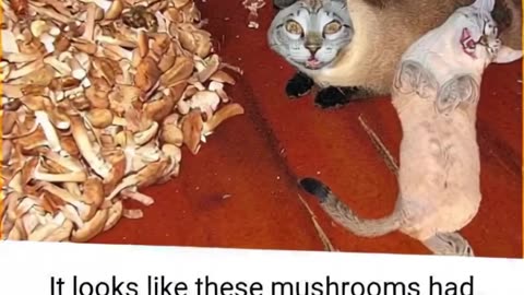 gatos e peixes