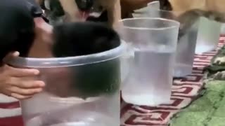 😂🐶 This Dog's Intelligence Will Blow Your Mind! | FunFM