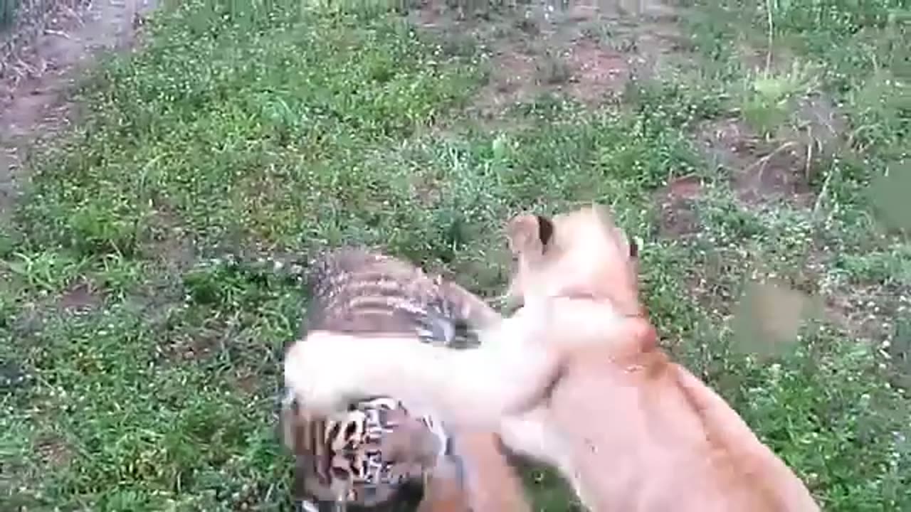 Baby Lion & Baby Tiger Playing