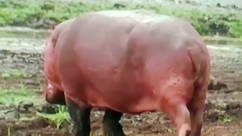 Hippo Showdown in Ruaha! 🦛🔥 #TanzaniaWildlife"