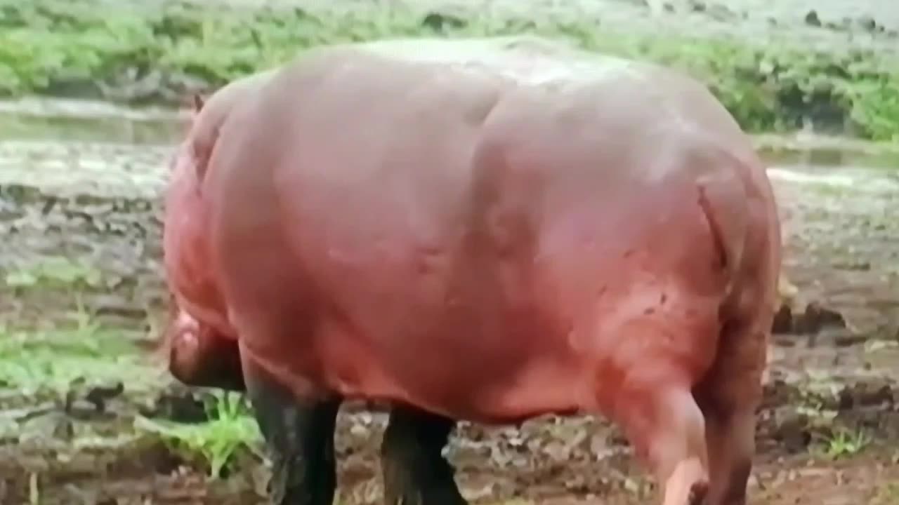 Hippo Showdown in Ruaha! 🦛🔥 #TanzaniaWildlife"