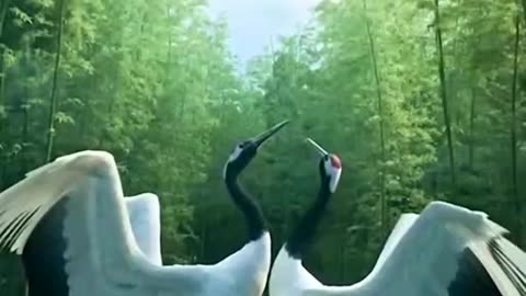 The beauty of nature's mating games