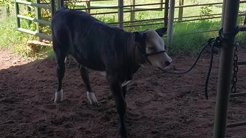 Halter Breaking Miss Molly