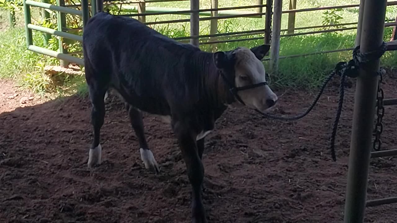 Halter Breaking Miss Molly