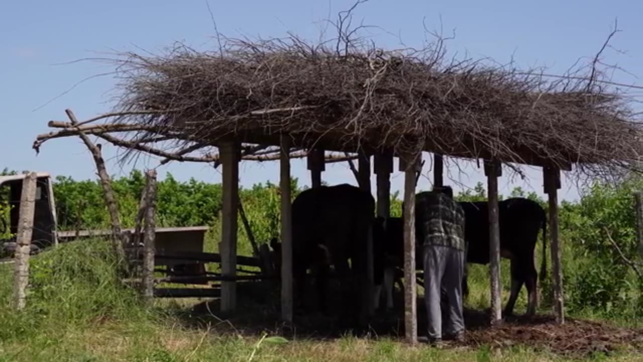 Homemade Beef Dolma in Foraged Grape Leaves Village Method_part8