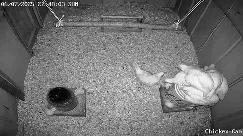 Millar Time Chicken Cam