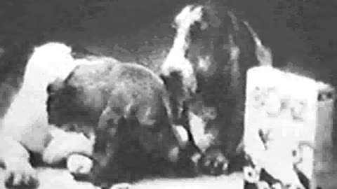 Commercial - Bonz Dog Treats (1950's)