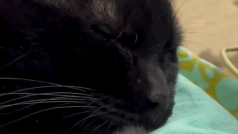 Cute Precious Piper is a Peaceful Sleeper - Adopting a Cat from a Shelter Vlog #shorts