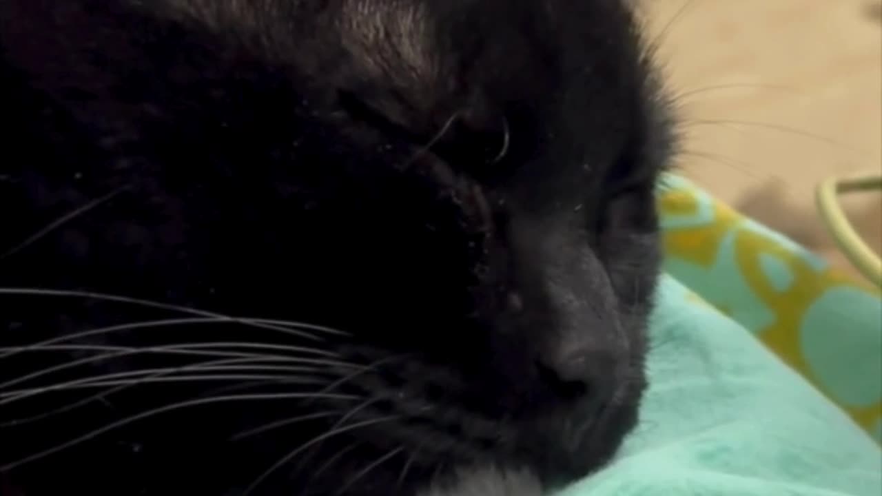 Cute Precious Piper is a Peaceful Sleeper - Adopting a Cat from a Shelter Vlog #shorts