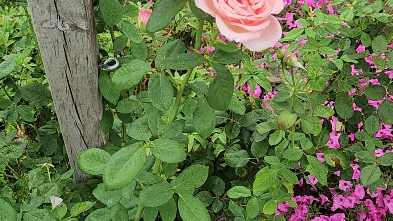 Roses in the Rain