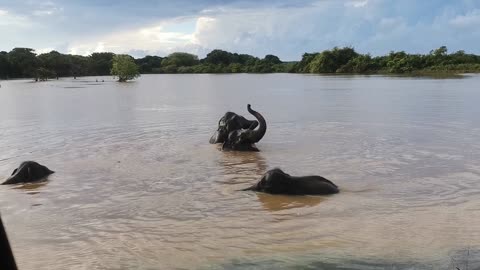 Elephants fun