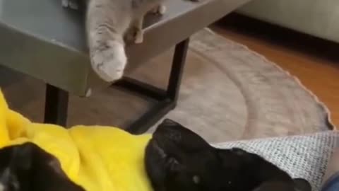 funny video cat and dog