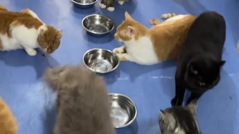 🐾 Feeding Time: The Most Organized and Loving Cattery You'll See Today! 🐾