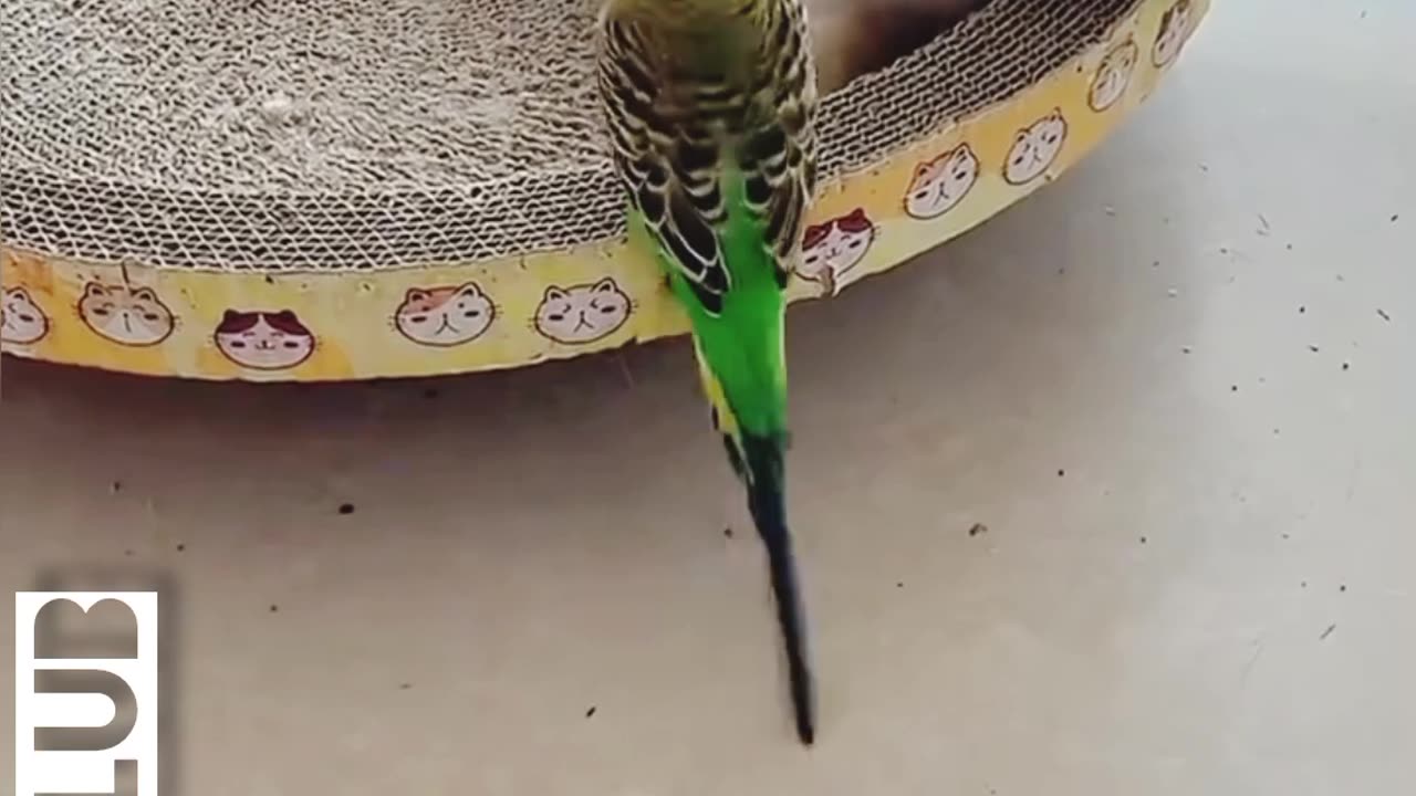 Natural Entertainment