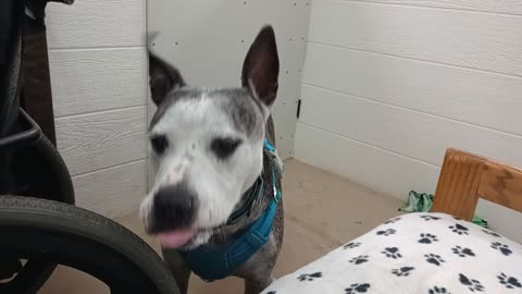 Rocky's an amazing yummy catcher. Lovely Volunteer&her doggie Rocky come 2 TRN on sundays20251019681