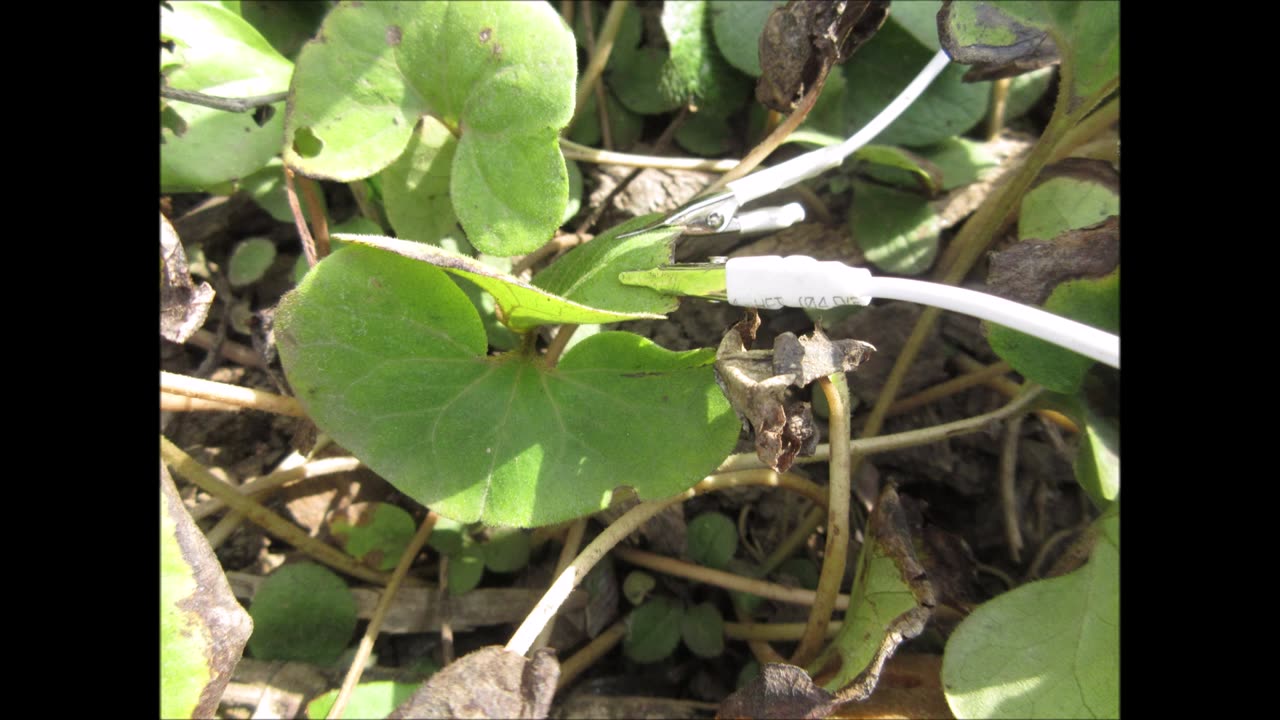 Mystical Undertones Wild Ginger Sept 2022