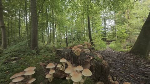 😂🤡 Wilder Pilz: The Funniest TikTok Cringe! | FunFM