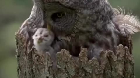 Owl grooming baby