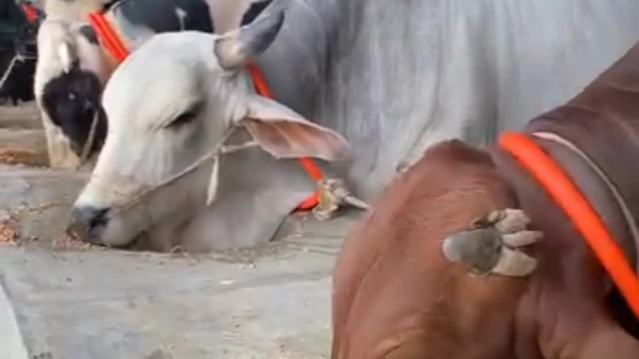 গরুর খামার
