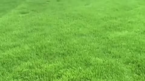 Понякога не е нужно много, за да докажеш, че си Човек. Бебе - леопард, спасено от вълци...