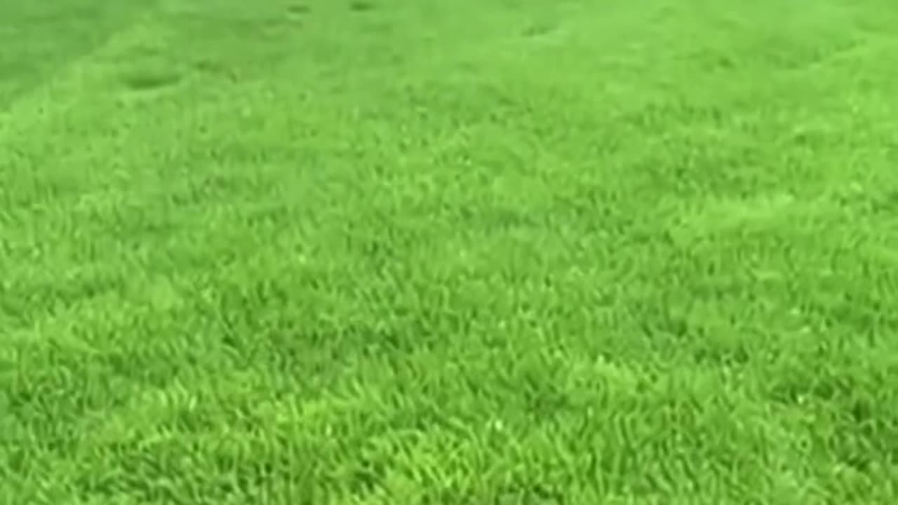 Понякога не е нужно много, за да докажеш, че си Човек. Бебе - леопард, спасено от вълци...