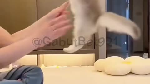funny cat