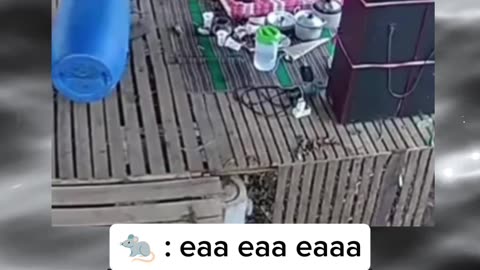 FUNNY MEMES VIDEOS