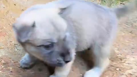 Master How do I play... Little puppy puisin dog Chinese pastoral dog puppy