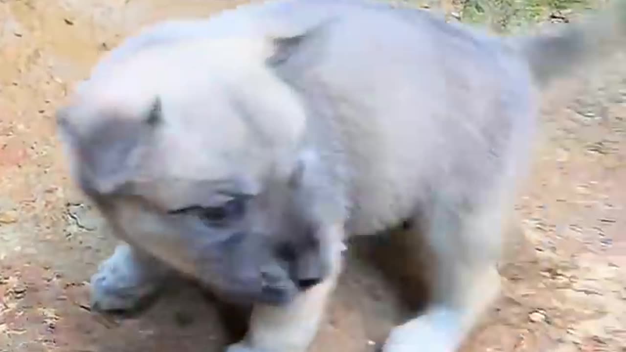 Master How do I play... Little puppy puisin dog Chinese pastoral dog puppy
