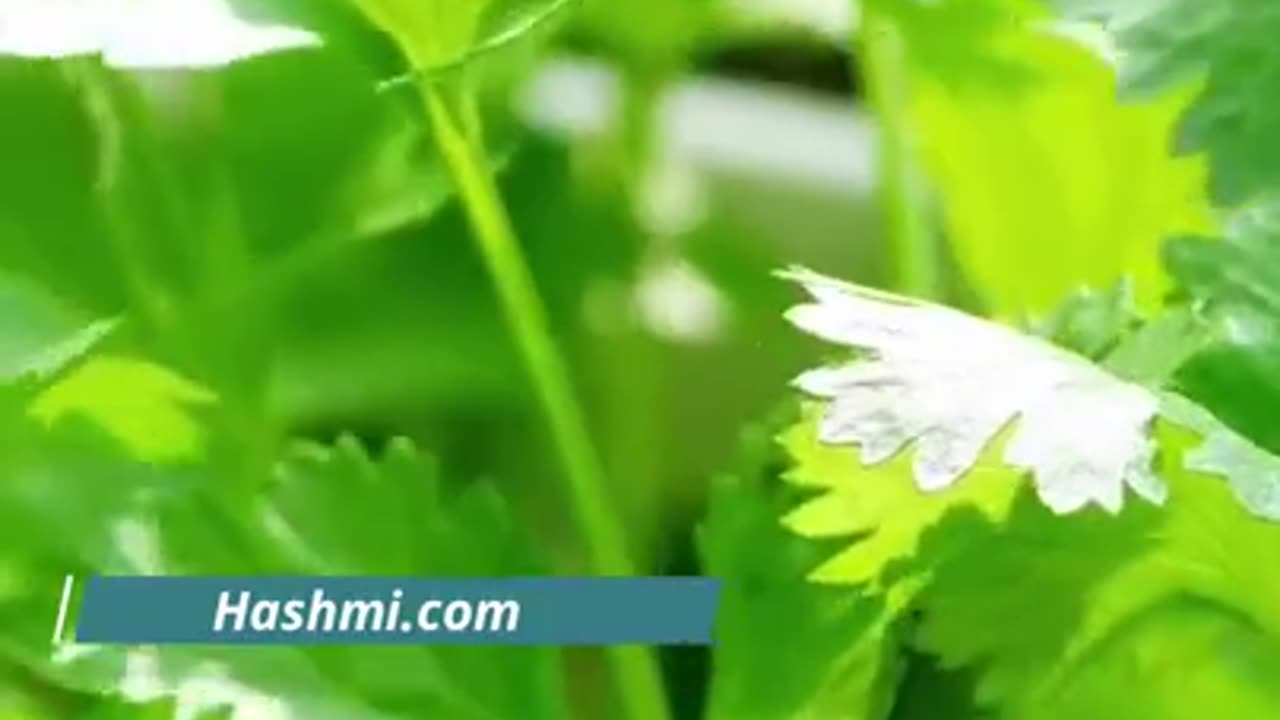Hara Dhaniya khane ke fayde