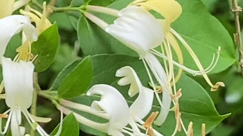Nectar of the Honeysuckle